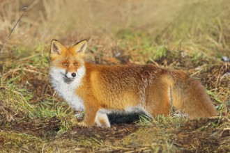 Red fox (Vulpes vulpes), adult animal standing attentively in a meadow in winter, winter coat,