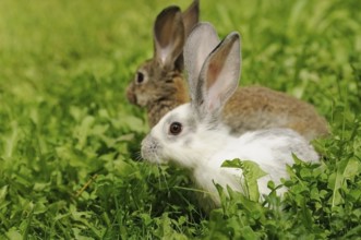 Two hares sitting in the grass, one white and one brown, domestic rabbit (Oryctolagus cuniculus