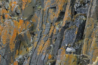 Barnacle goose (Branta leucopsis) standing on rock ledge in cliff face in summer on Svalbard,