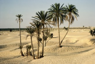 Penetration of sand dunes into the oasis of date palms, desertification, Sahara desert, Douz,