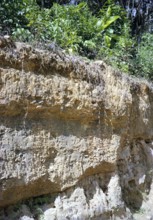 Soil profile in tropical rainforest, thin topsoil layer, between Maracas and Las Cuevas, northern