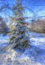 Christmas tree in the snow, Christmas tree, winter landscape, Christmas motif, Christmas, Christmas