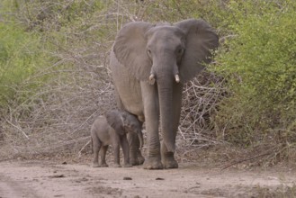 Elephant (Loxodonta africana), cow with young, South Luangwa National Park, Zambia, Africa