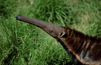 Giant Anteater (Myrmecophaga tridactyla)