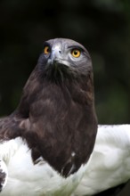 Black-chested Snake Eagle, South Africa (Circaetus gallicus)