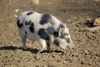 Mini Pig, Piglet, Pig, Pigs, Dwarf Pig