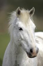 Mare, Camargue, South of France, Camargue horse, Grey, Mosquito, Mosquito swarm