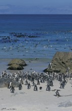 African penguin (Spheniscus demersus), Boulders Beach, South Africa, Africa