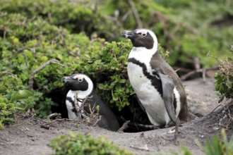 Jackass Penguins (Spheniscus demersus), pair at nest hole, Betty's Bay, South Africa, Africa