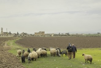 Zwei Maenner und eine Schafherde aufgenommen auf dem Weg nach Zakho, 08.03.2023