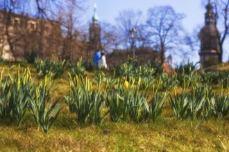 Spring at the Zwinger Pond