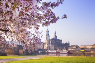 Spring on the Königsufer in Dresden