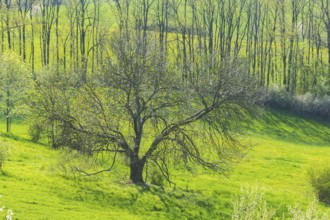 Fields near Maxen