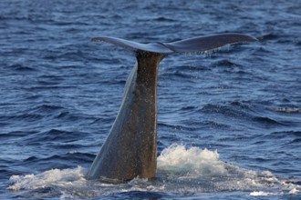 Fluke of a sperm whale (Physeter macrocephalus), North Sea, Andenes, Vesterålen, Norway, Europe