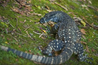 Lace monitor (Varanus varius), monitor lizard, animal, reptile, predator, fauna, Eastern Australia,