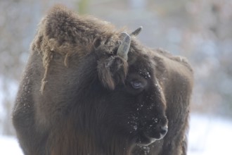 Portrait of the European Bison (Bison bonasus) in the snow, captive