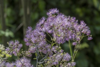 Greater meadow-rue (Thalictrum aquilegiifolium), North Rhine-Westphalia, Germany, Europe