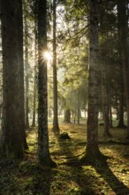 Park landscape or forest landscape in autumn in the morning sun. The sun can be seen as a sun star