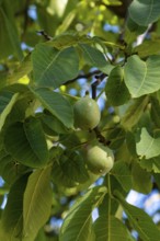 Persian walnut (Juglans regia), walnut tree, with unripe fruit, Southern Palatinate, Palatinate,