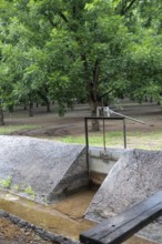 Las Cruces, New Mexico, Water-hungry pecan trees growing in the midst of a severe dought in the New