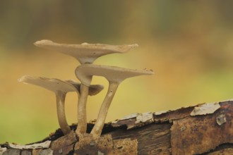 Winter Porling (Polyporus brumalis), three, dead wood, tree bark, autumn, stem porling, stem