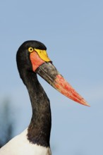 Saddle-billed stork (Ephippiorhynchus senegalensis), female, captive, occurrence in Africa