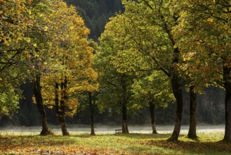 Engtal valley, large maple in the morning dew, sycamore maple (Acer pseudoplatanus) in glorious