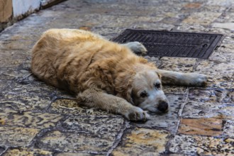 Alstadtgasse with dog, Budva, Montenegro, Budva, Montenegro, Europe