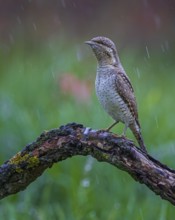 Eurasian wryneck (Jynx torquilla) in the rain, woodpecker, biosphere reserve flowering spring