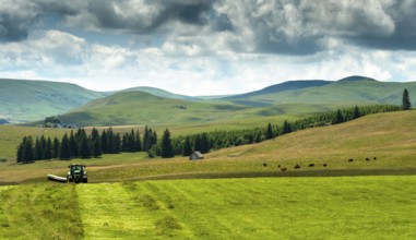 Cezallier plateau. Farmer rowing up hay in the Auvergne volcanoes regional natural park, Puy de