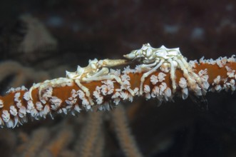 Extreme close-up of pair of wire coral shrimp (Xenocarcinus tuberculatus) sitting on red wire coral