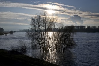 The Rhine in Benrath with lots of water, Düsseldorf, North Rhine-Westphalia, Germany, Europe