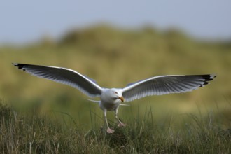 European herring gull (Larus argentatus), approaching the breeding colony, Lower Saxony Wadden Sea