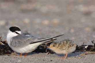 Little Tern (Sternula albifrons), juvenile with resting adult bird, Lower Saxony Wadden Sea