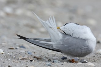 Little Tern (Sternula albifrons), grooming its feathers on the beach, Lower Saxony Wadden Sea