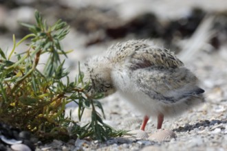 Little Tern (Sternula albifrons), young bird grooming its feathers, Lower Saxon Wadden Sea National