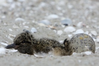 Eurasian oystercatcher (Haematopus ostralegus), jumper, young bird and egg in clutch on the beach,