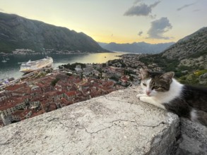 Evening atmosphere, view of the old town of Kotor from above, Bay of Kotor, cat, cruise ship,