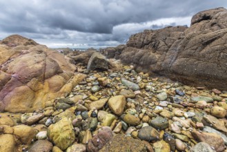 Rocks covered with shells on the Atlantic coast. Sables d'Olonne, Vendee France