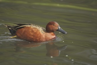 Cinnamon teal (Anas cyanoptera), swimming, male, copper duck, green duck, green duck, Anatinae,