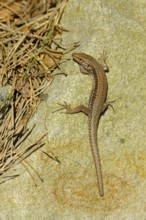 Wall lizard, sunbathing, tail grown back, North Rhine-Westphalia, Germany, Europe