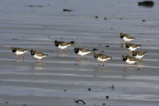 Ruddy Turnstones (Arenaria interpres), Northumberland, England