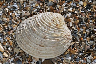 Warty venus (Venus verrucosa), Rough clam, Rough clams, Rough clams, Warty clam, Warty clams, Other