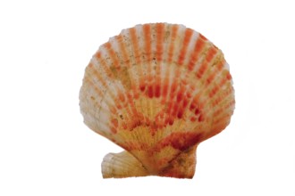 Chlamys opercularis, Small pilgrim mussel, queen scallops (Aequipecten opercularis), Other animals,