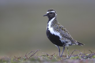 European golden plover (Pluvialis apricaria) in breeding plumage on the tundra