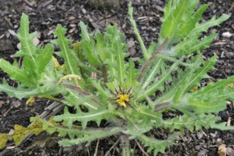 St. (Cnicus benedictus) Benedict's thistle, blessed thistle, holy thistle, spotted thistle in