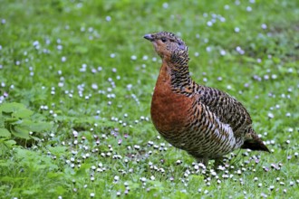 Western Capercaillie (Tetrao urogallus), Wood Grouse, Heather Cock female portrait