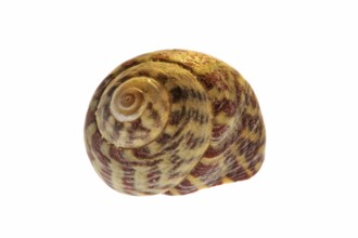 Pennant head snail (Gibbula pennanti) Sea snail on white background