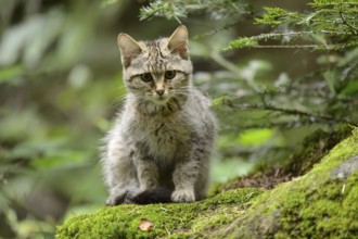 Young European Wild Cat (Felis silvestris)