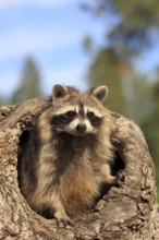 Raccoon (Procyon lotor)